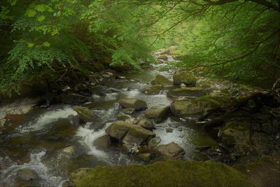 Stream flowing through rocks in forest