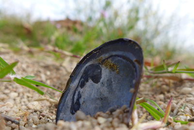 Close-up of rusty object on field