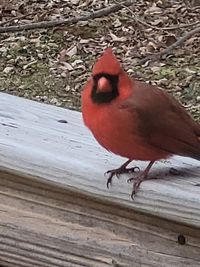 Close-up of bird perching on wood