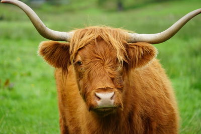 Scottish cow in pasture. looking at you