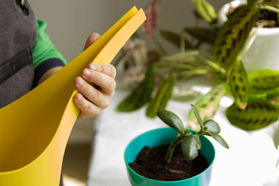 Close-up of hand holding potted plant