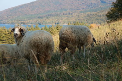 Sheep in a field