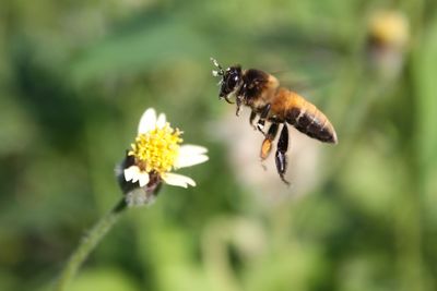 Close-up of bee pollinating on flower