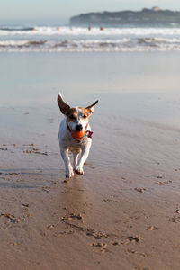 Portrait of dog running on beach