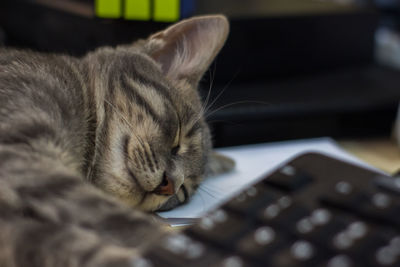 Closeup of an adorable fluffy gray kitten sleeping on a desk