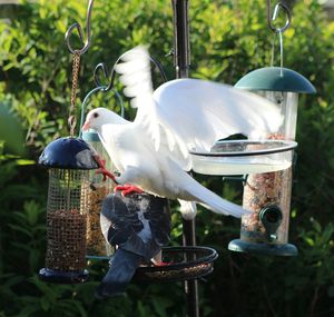 Pigeons feeding on bird feeder in garden