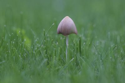 Close-up of mushroom growing on field