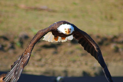 Close-up of eagle flying against blurred background