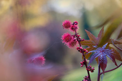 Close-up of pink flowering plant