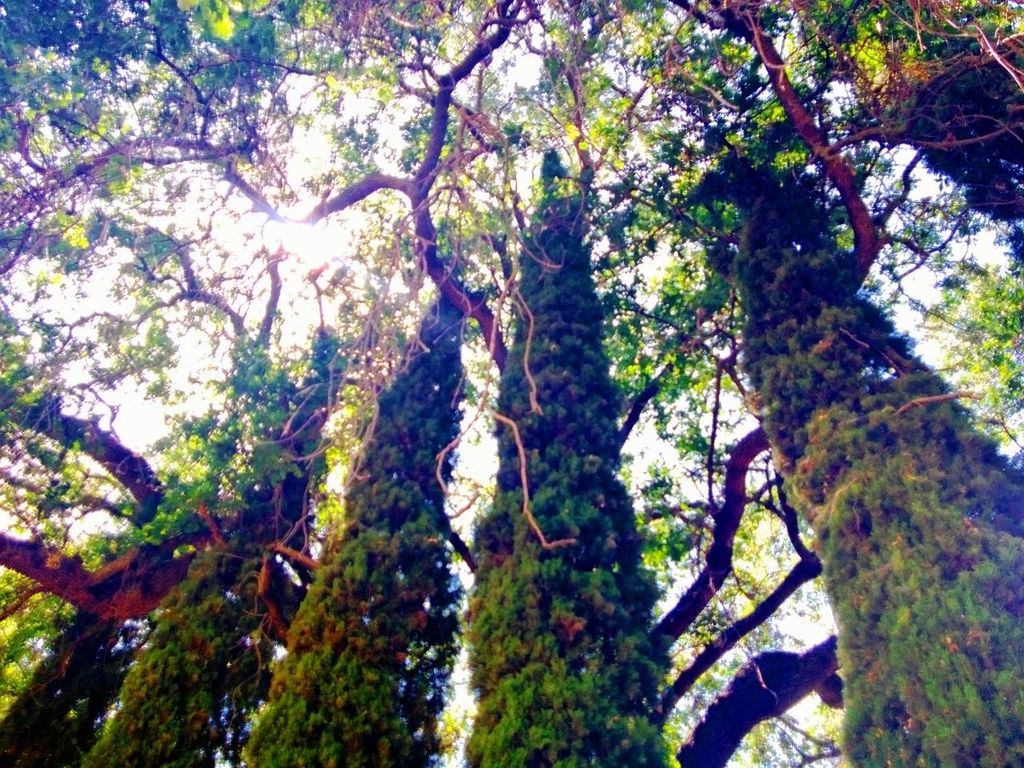 LOW ANGLE VIEW OF TREES