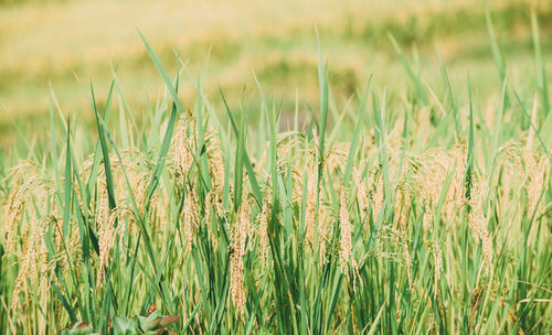 View of wheat field
