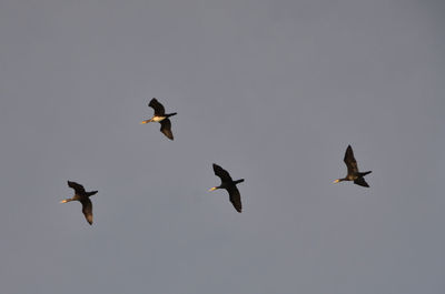 Birds flying against clear sky