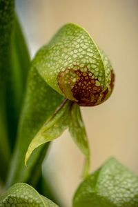 Close-up of fruit on plant