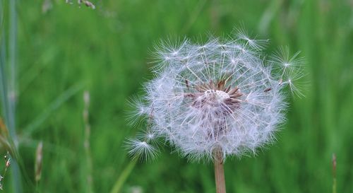 Close-up of dandelion