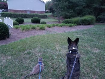 Dog in grass