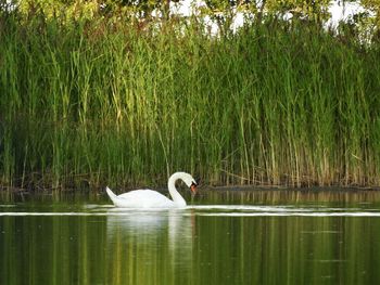 Swan swimming in lake