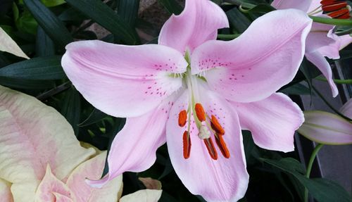 Close-up of pink flower