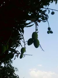 Low angle view of fruits growing on tree against sky