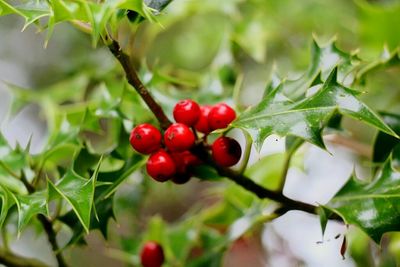 Close-up of red berries growing on tree