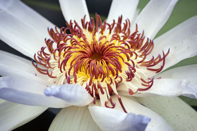Close-up of white rose flower