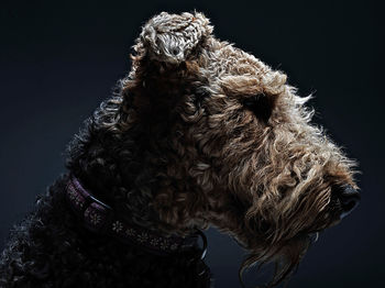 Close-up of dog against dark background