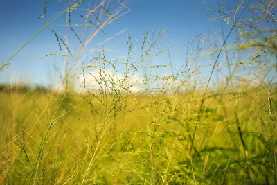 Close-up of wheat field against clear sky