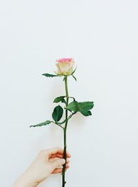 Close-up of flowers over white background