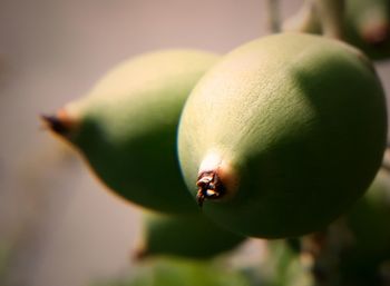 Close-up of ladybug on fruit