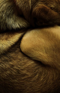 Close-up of dog at home