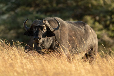 Cape buffalo eyeing camera from long grass