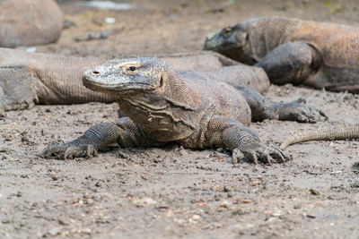 Close-up of lizard on sand at beach