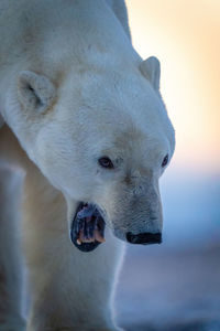 Close-up of polar bear opening mouth wide