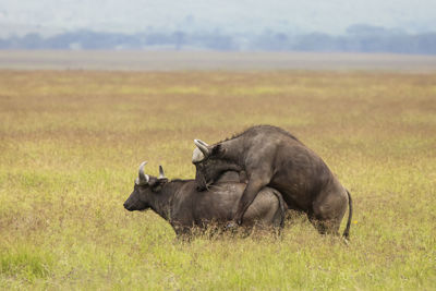 Side view of an animal on field