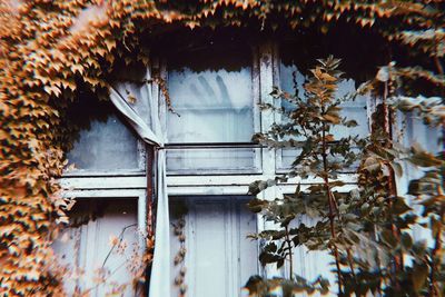 House by trees on snow covered roof of building