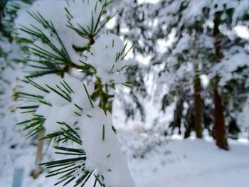 Low angle view of snow covered tree