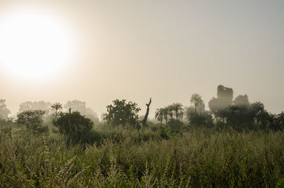 Scenic view of field against clear sky