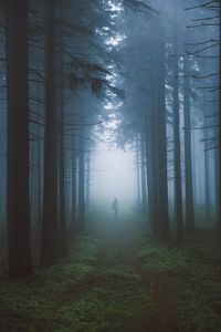 Person walking in forest