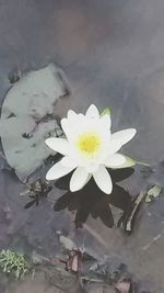 Close-up of white flowers