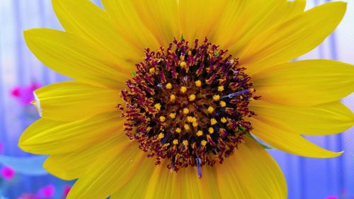 Close-up of yellow flower