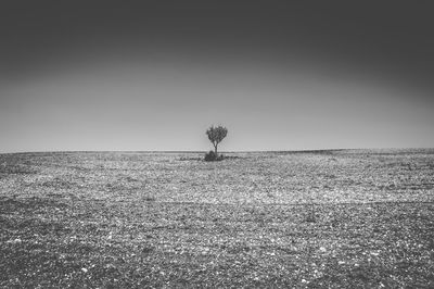 Scenic view of field against clear sky