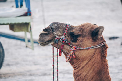 Close-up of a dog looking away