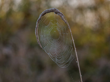 Close-up of wet spider web on plant