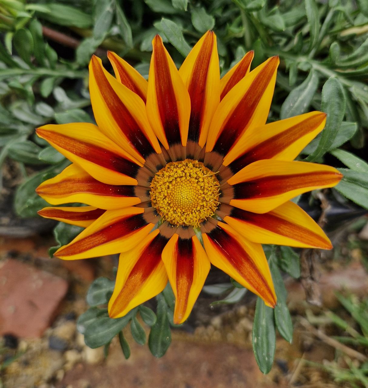 flowering plant, flower, plant, freshness, flower head, beauty in nature, growth, petal, yellow, inflorescence, fragility, close-up, nature, macro photography, pollen, no people, day, wildflower, gazania, high angle view, focus on foreground, outdoors, directly above, herb, botany, orange color