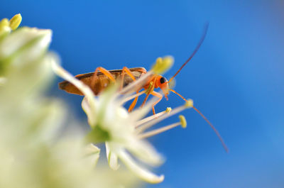 Low angle view of cockroach on white flower blooming against clear sky