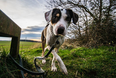 Portrait of dog standing on field