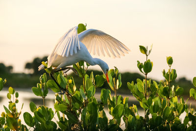 Bird flying in the sky