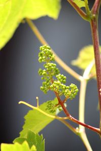 Close-up of fresh green plant