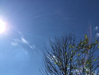 Low angle view of trees against blue sky