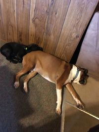 High angle view of dog