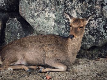 View of deer on rock